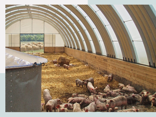 Строительство свинарников в Славгороде